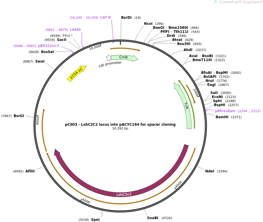pC003 - LshC2C2 locus into pACYC184 for spacer cloning质粒图谱